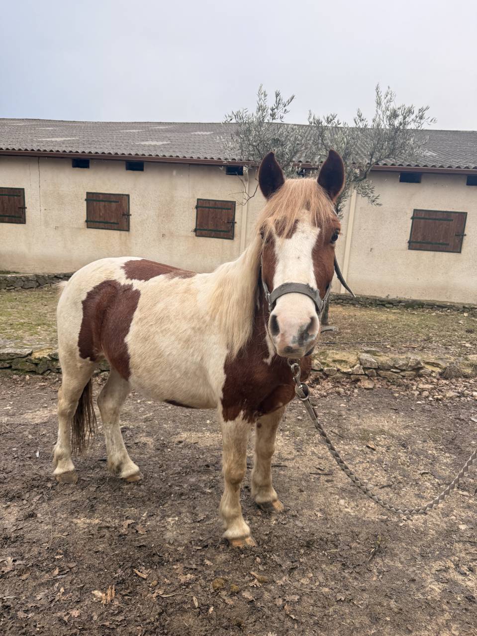 Gelding No Origin Recorded For sale 2022 Coloured