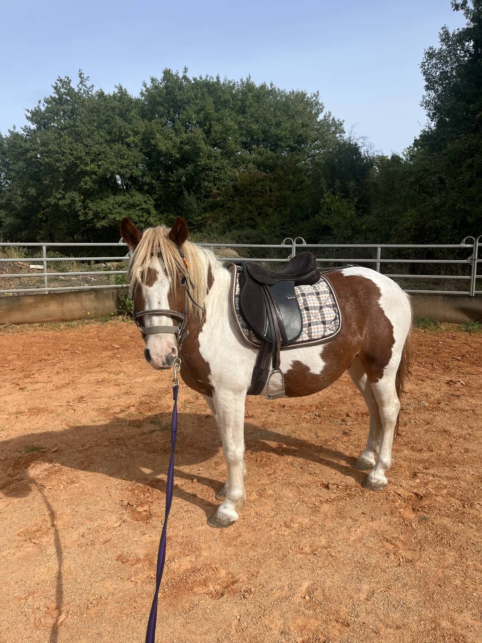 Gelding No Origin Recorded For sale 2022 Coloured