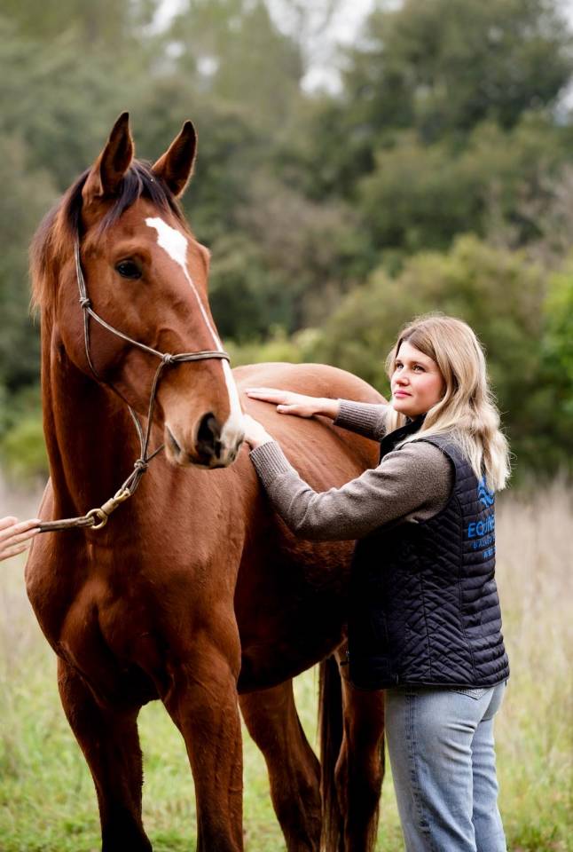 Gelding Selle Fran&ccedil;ais For sale 2023 Bay