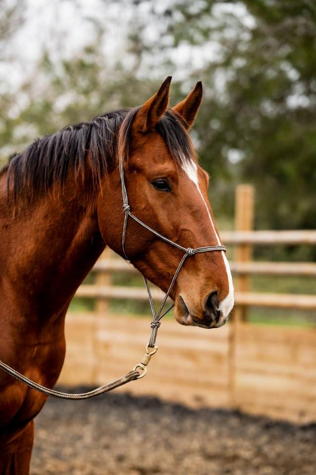 Gelding Selle Fran&ccedil;ais For sale 2023 Bay