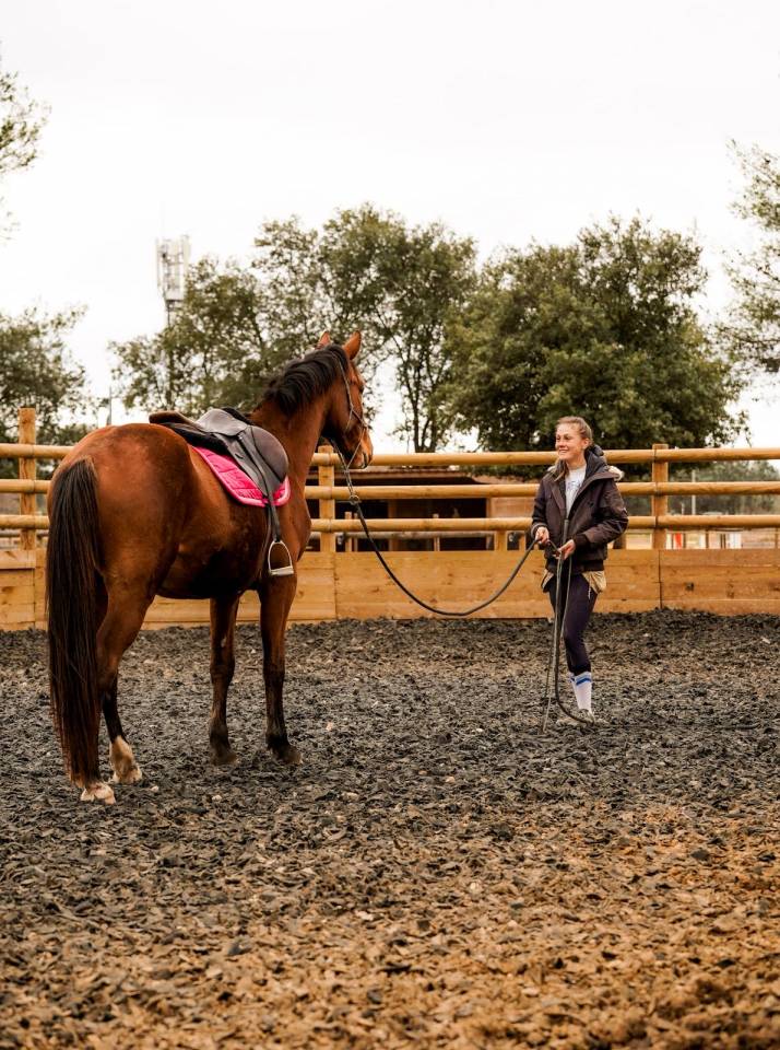 Gelding Selle Fran&ccedil;ais For sale 2023 Bay