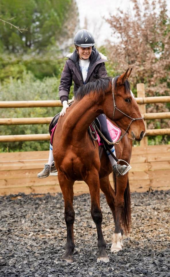 Gelding Selle Fran&ccedil;ais For sale 2023 Bay