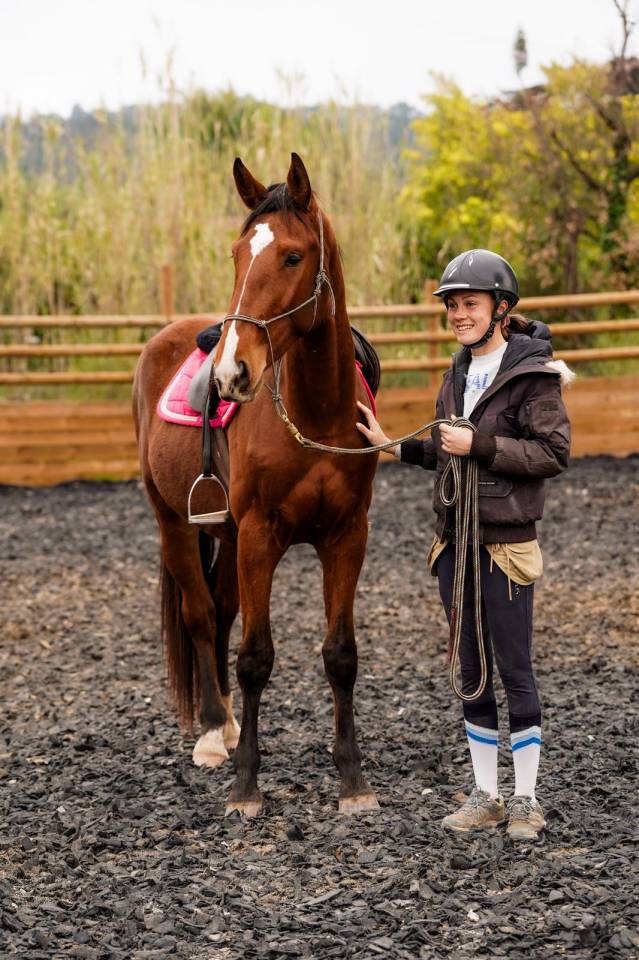 Gelding Selle Fran&ccedil;ais For sale 2023 Bay