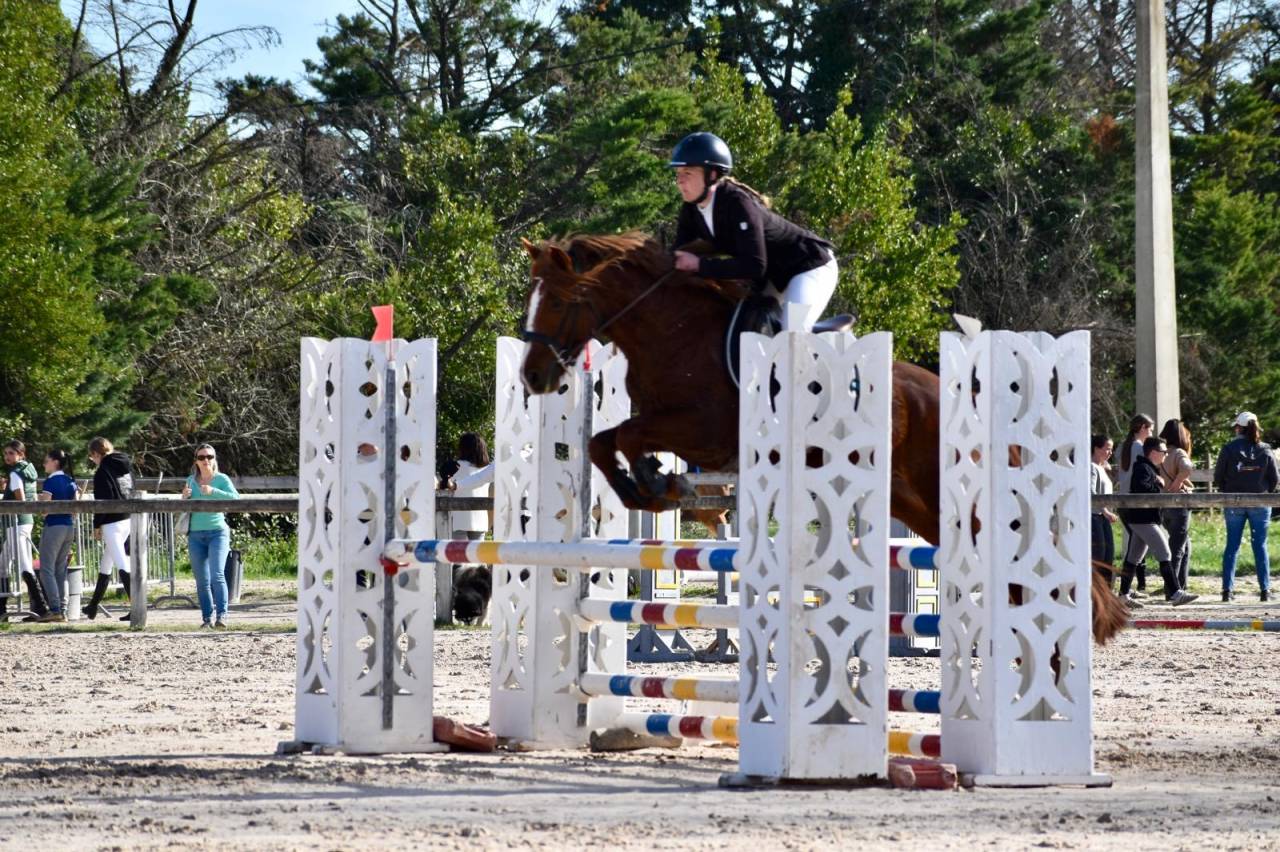 Gelding Connemara For sale 2021 Chesnut