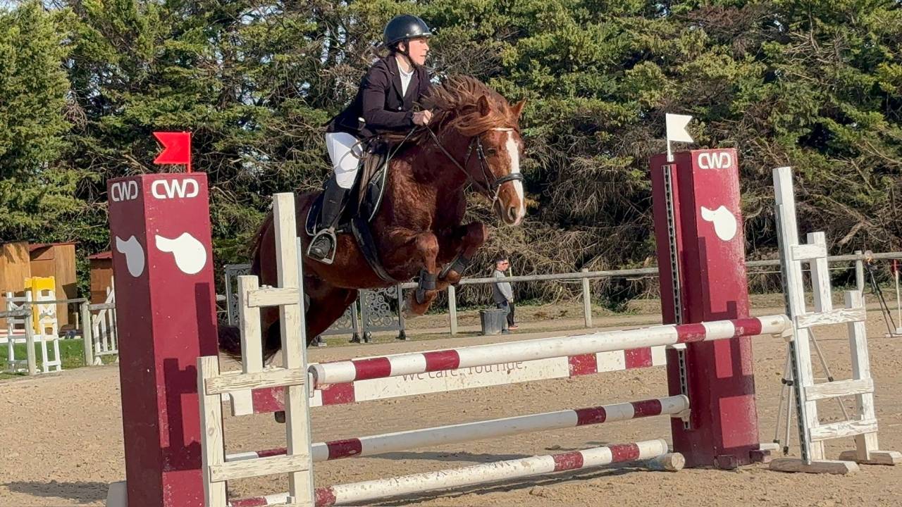 Gelding Connemara For sale 2021 Chesnut