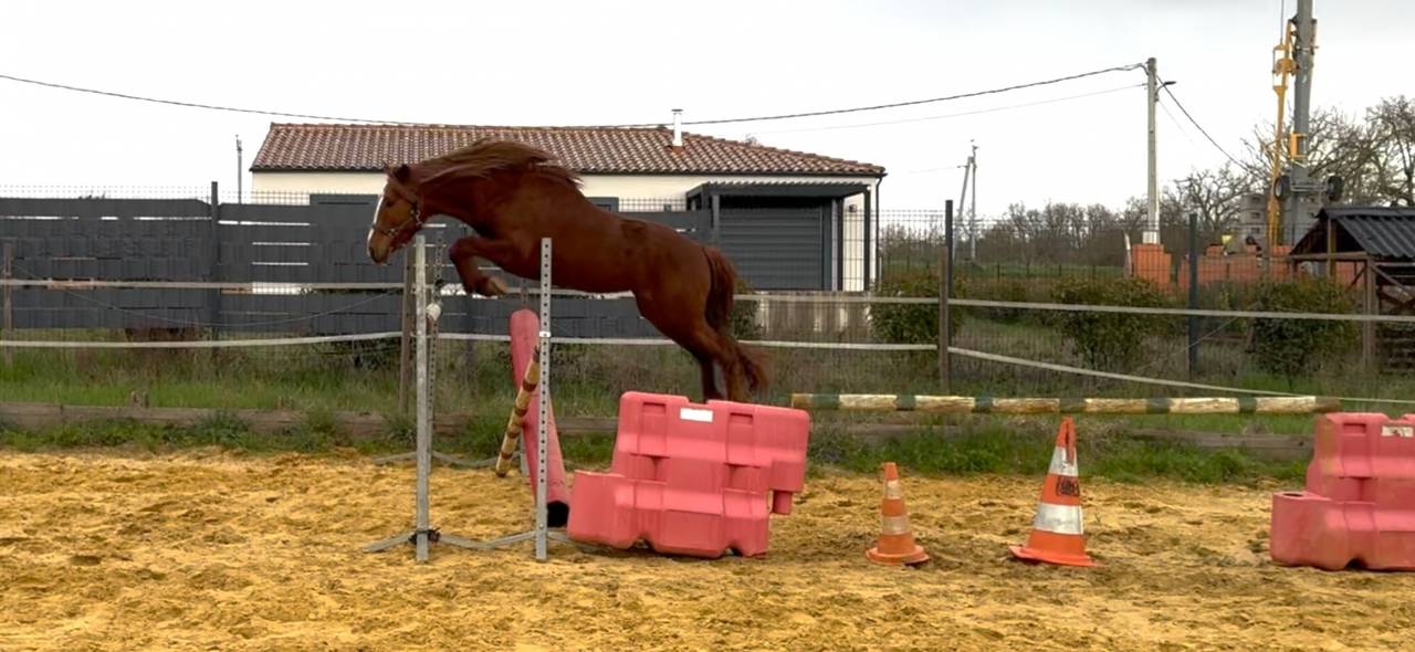 Gelding Connemara For sale 2021 Chesnut