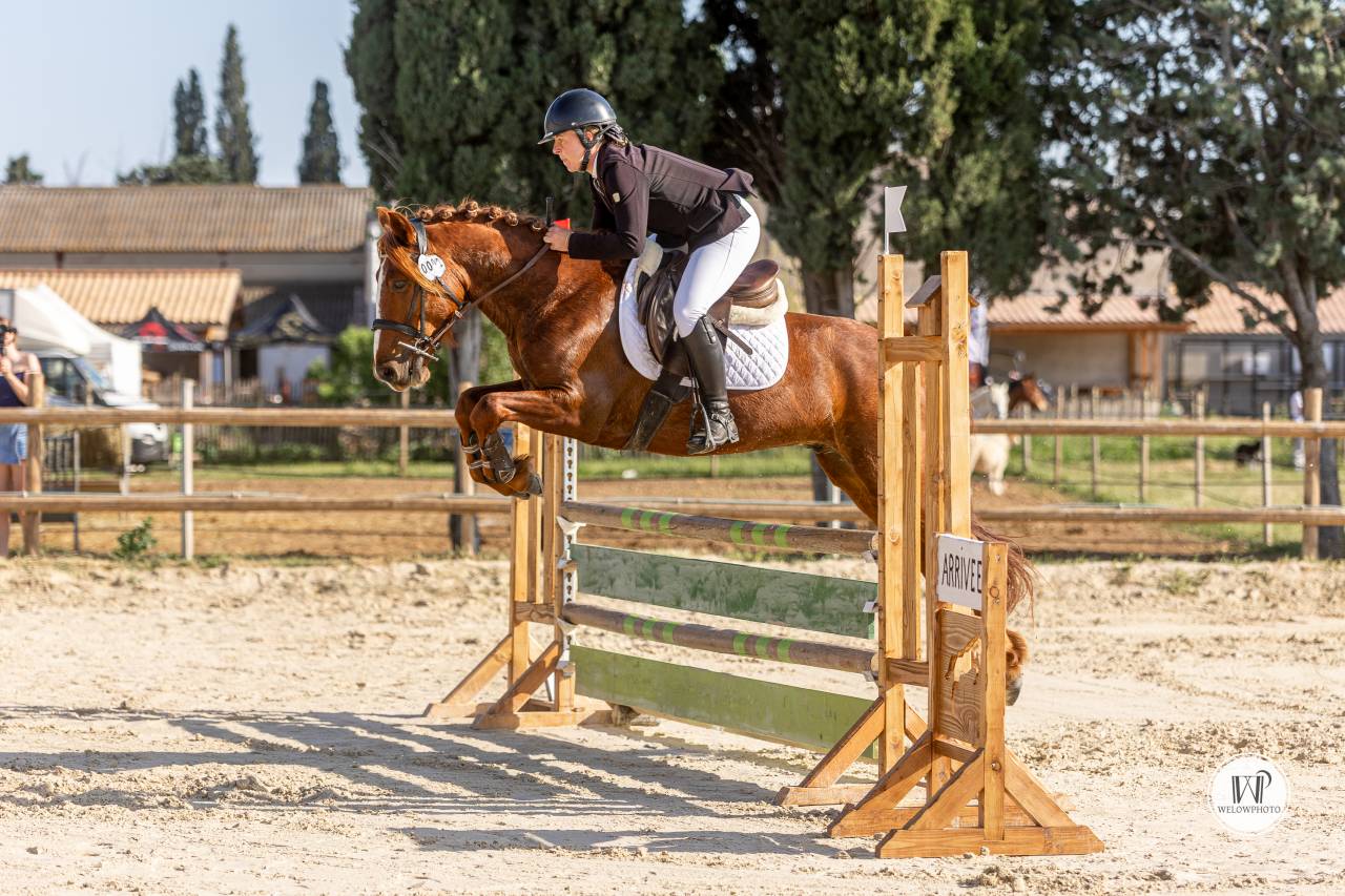 Gelding Connemara For sale 2021 Chesnut