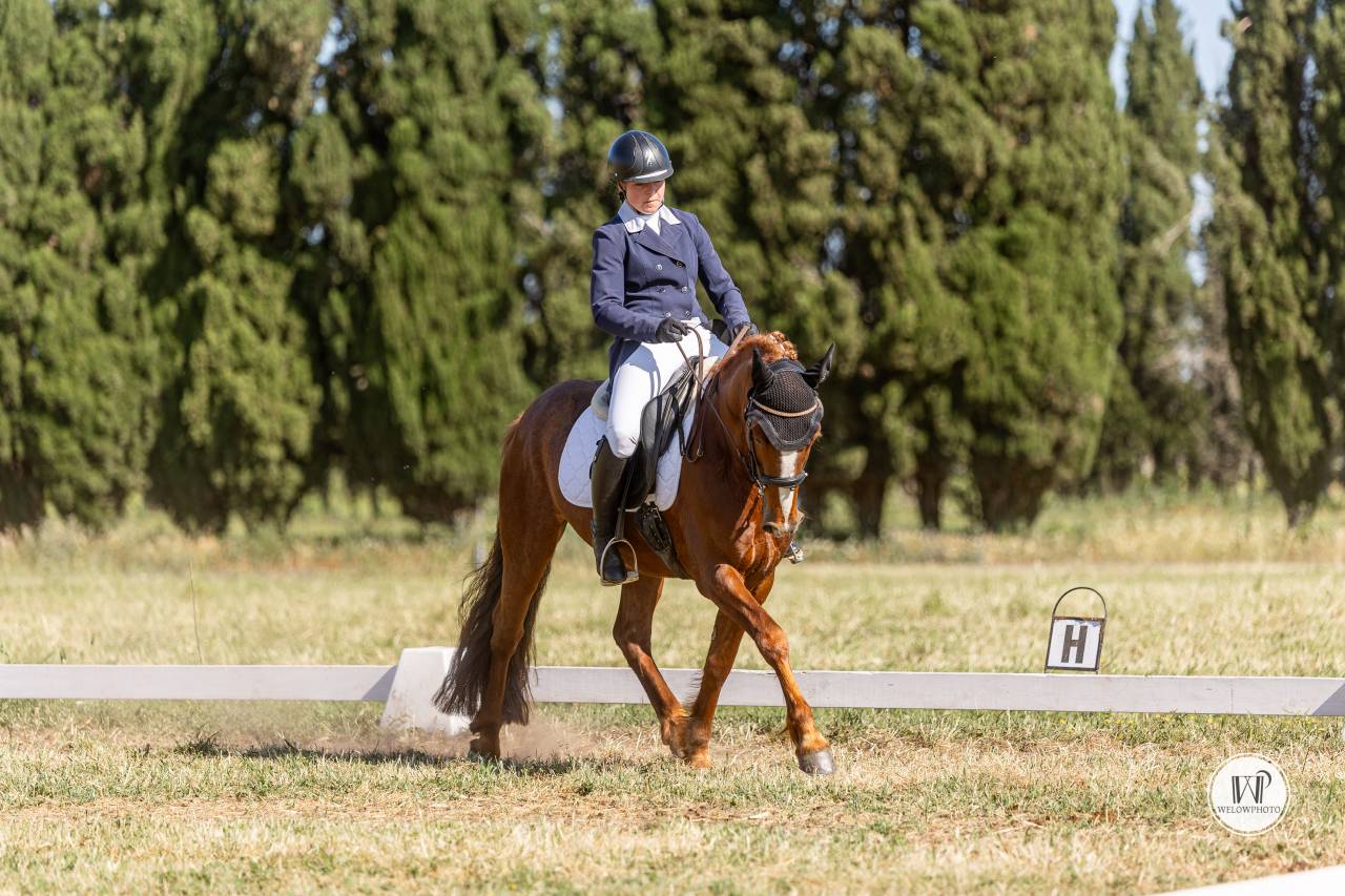 Gelding Connemara For sale 2021 Chesnut