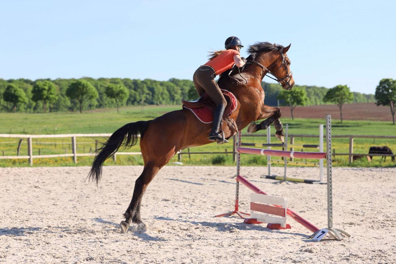 Gelding sBs Belgian Warmblood For sale 2013 Bay