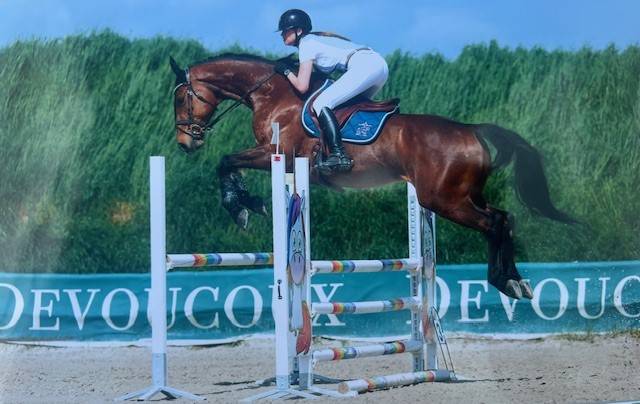 Gelding sBs Belgian Warmblood For sale 2013 Bay