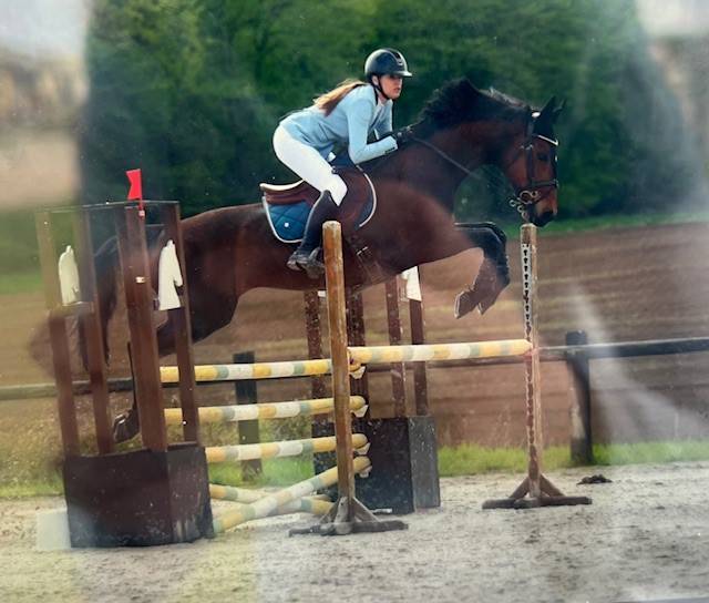 Gelding sBs Belgian Warmblood For sale 2013 Bay