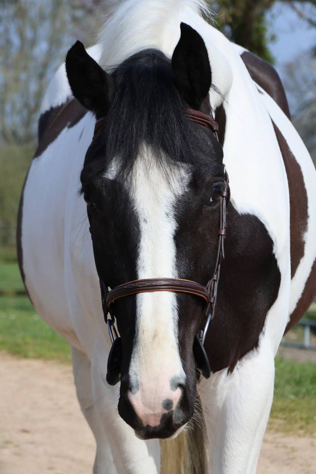 Gelding Zangersheide For sale 2022 Coloured