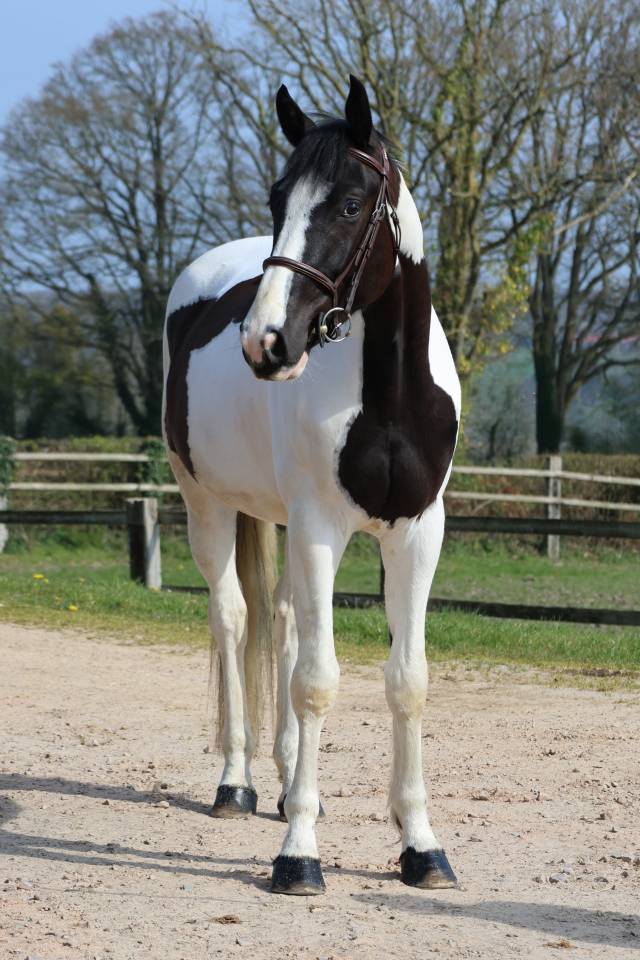 Gelding Zangersheide For sale 2022 Coloured