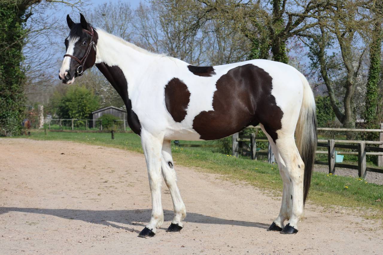 Gelding Zangersheide For sale 2022 Coloured