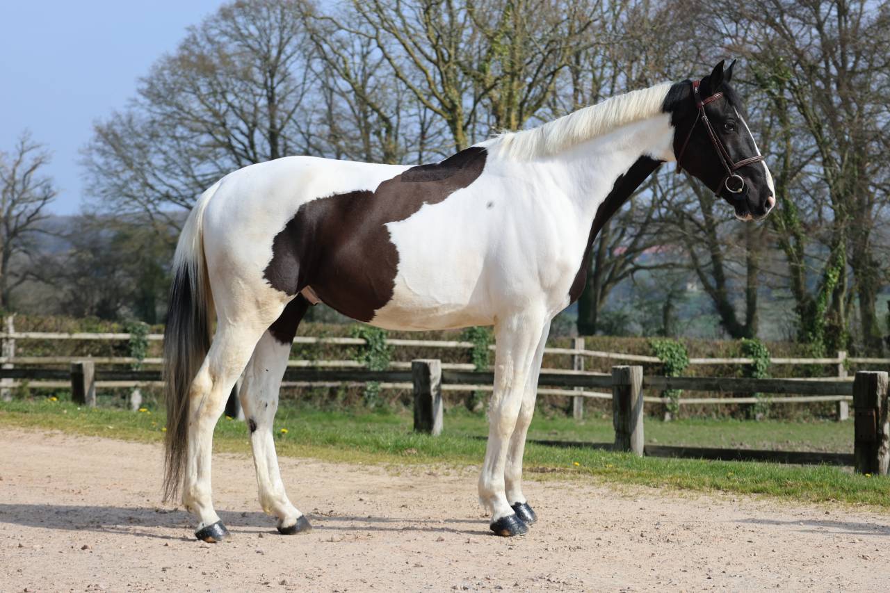 Gelding Zangersheide For sale 2022 Coloured