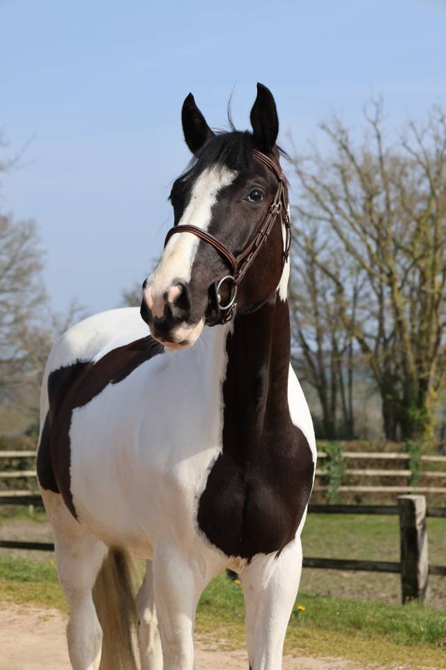 Gelding Zangersheide For sale 2022 Coloured