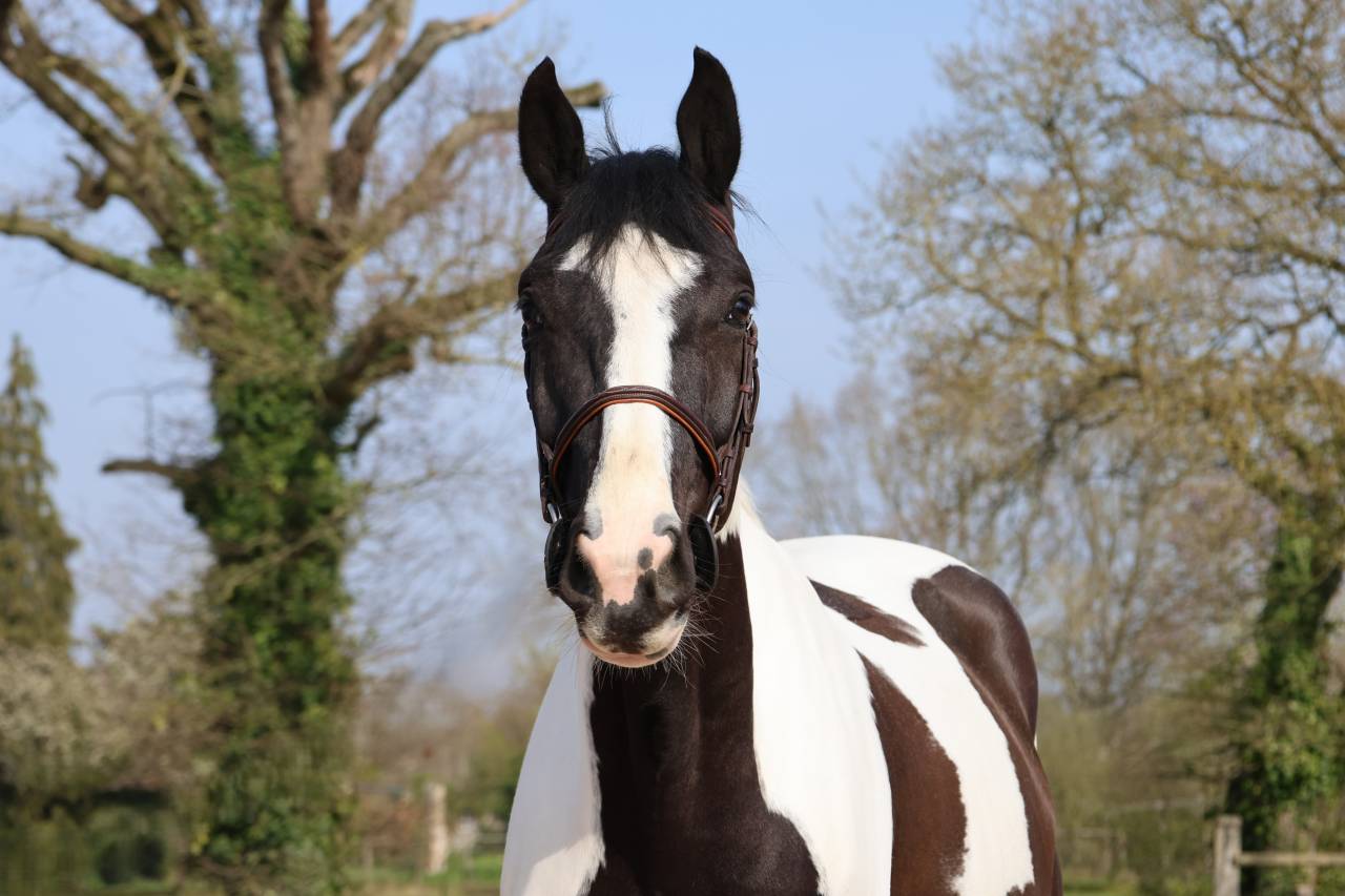 Gelding Zangersheide For sale 2022 Coloured