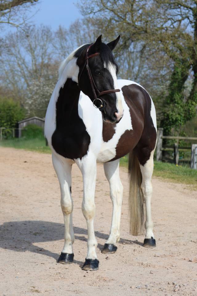 Gelding Zangersheide For sale 2022 Coloured