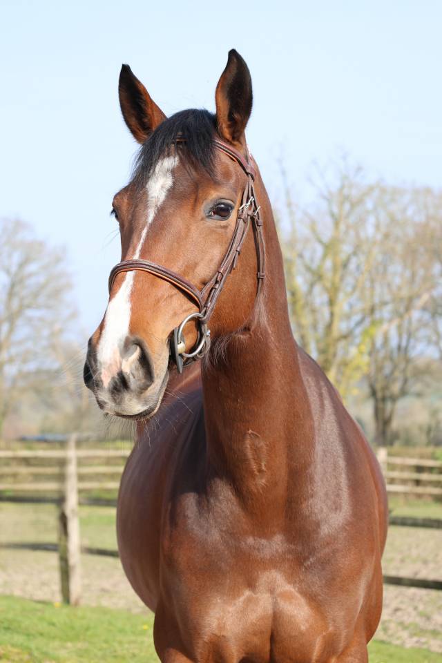 Mare Selle Fran&ccedil;ais For sale 2017 Dark Bay