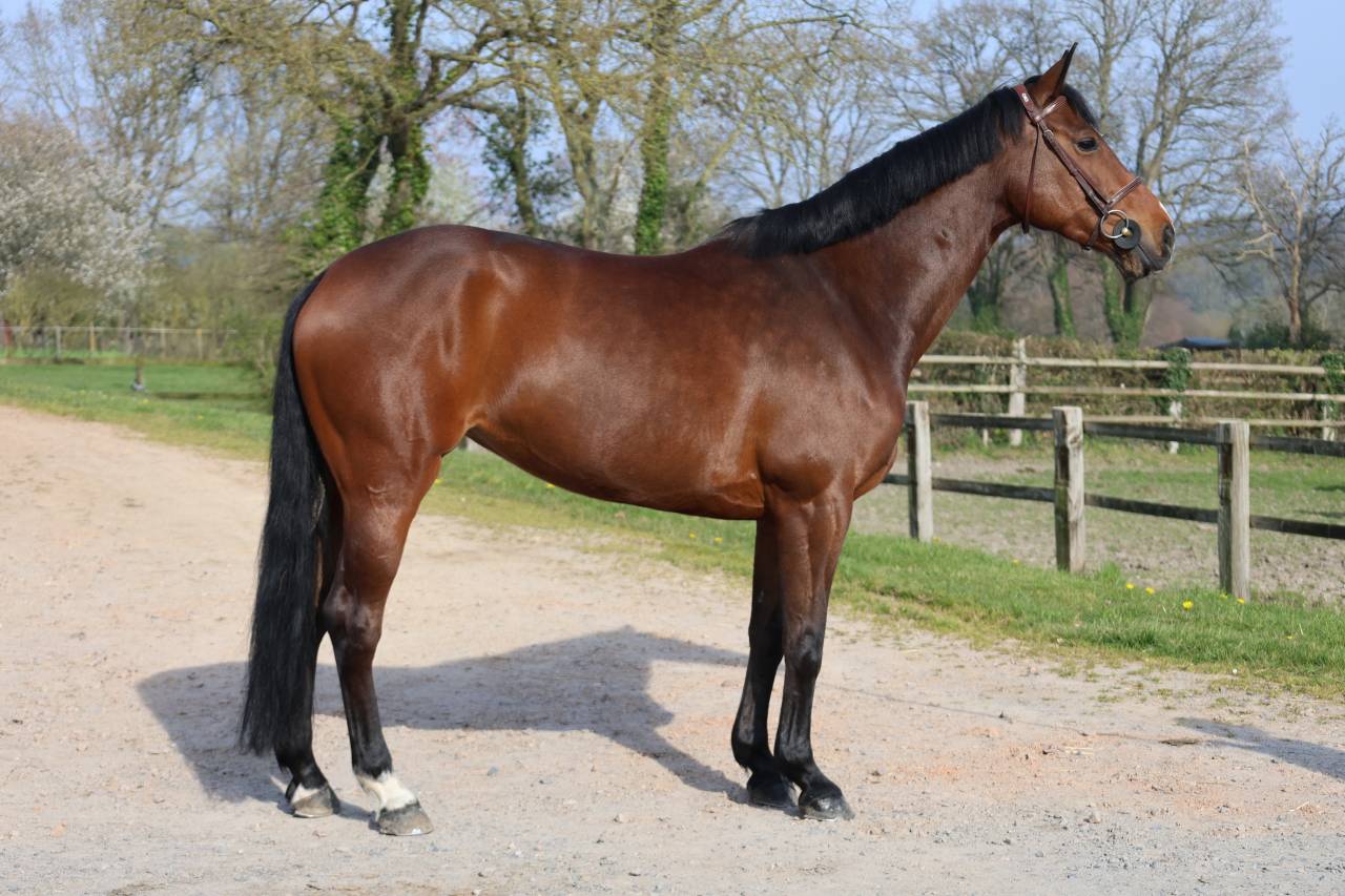 Mare Selle Fran&ccedil;ais For sale 2017 Dark Bay