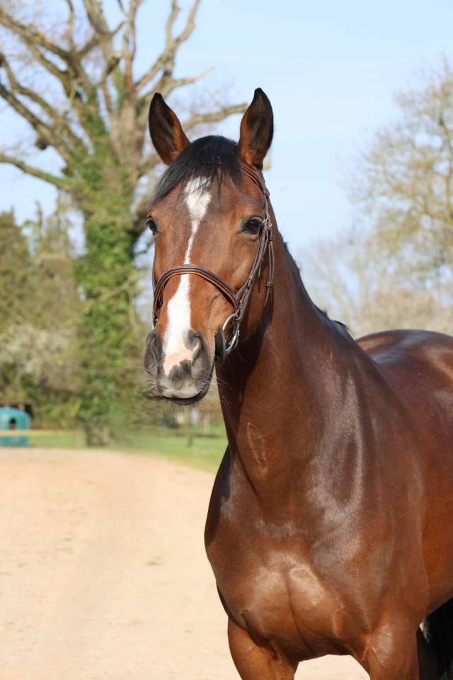 Mare Selle Fran&ccedil;ais For sale 2017 Dark Bay