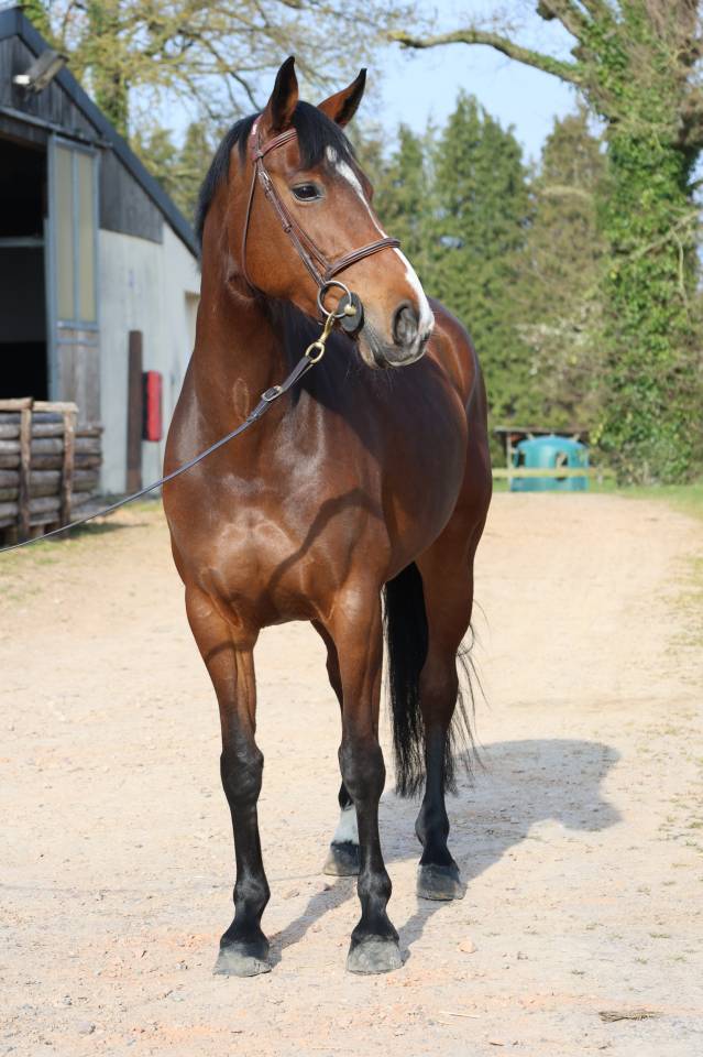 Mare Selle Fran&ccedil;ais For sale 2017 Dark Bay