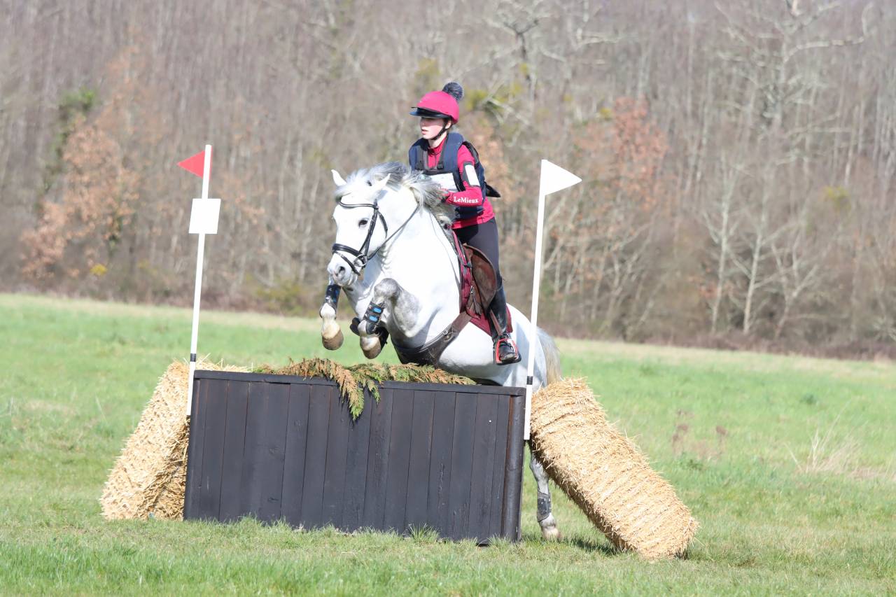 Stallion New Forest For sale 2019 Grey