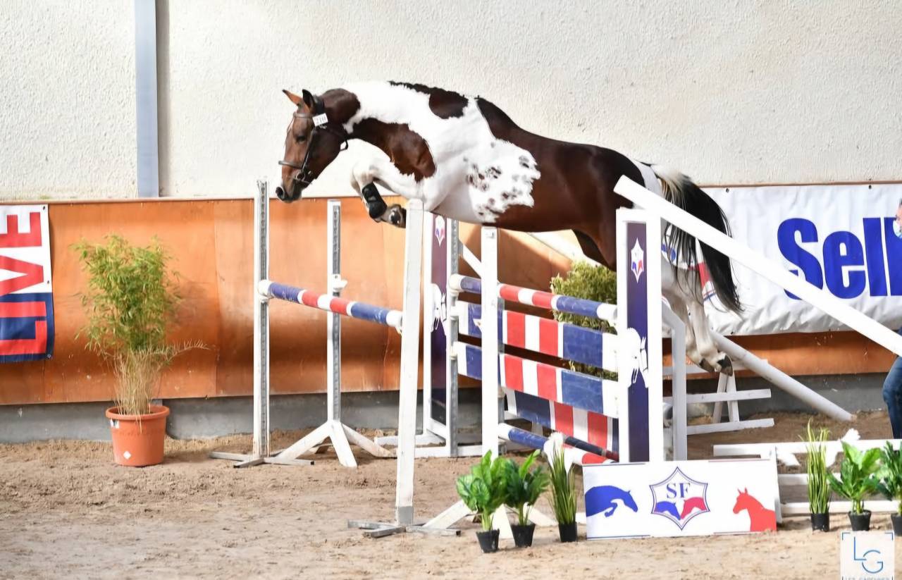 Id&eacute;al Combe Aux Loups  - Selle Fran&ccedil;ais 2018 by Thunder Gesmeray