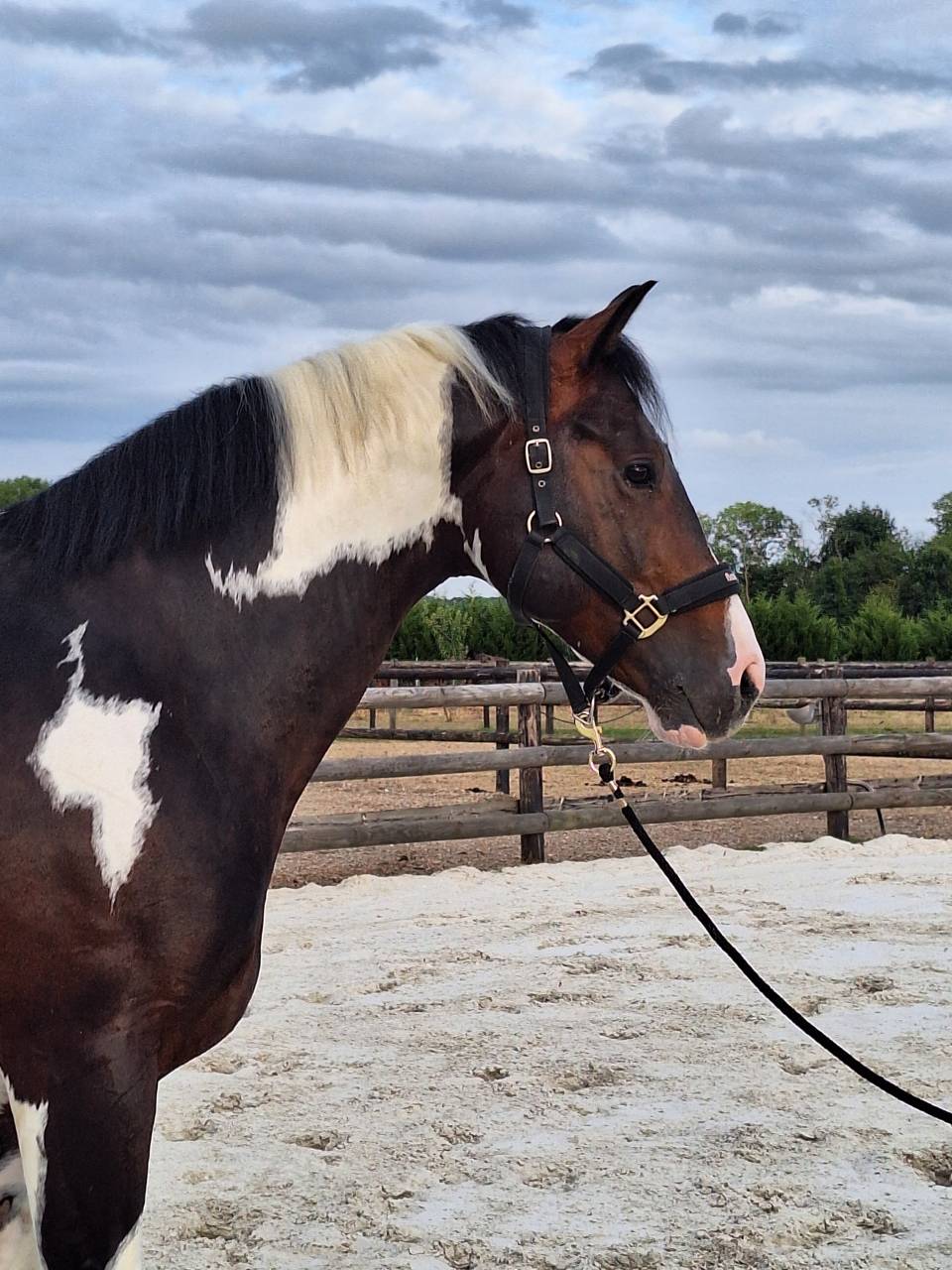 Id&eacute;al Combe Aux Loups  - Selle Fran&ccedil;ais 2018 by Thunder Gesmeray