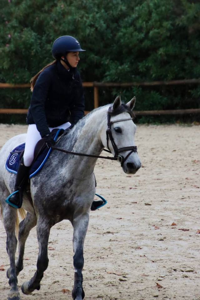 Mare French Saddle Pony For sale 2015 Grey