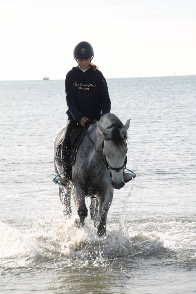 Mare French Saddle Pony For sale 2015 Grey