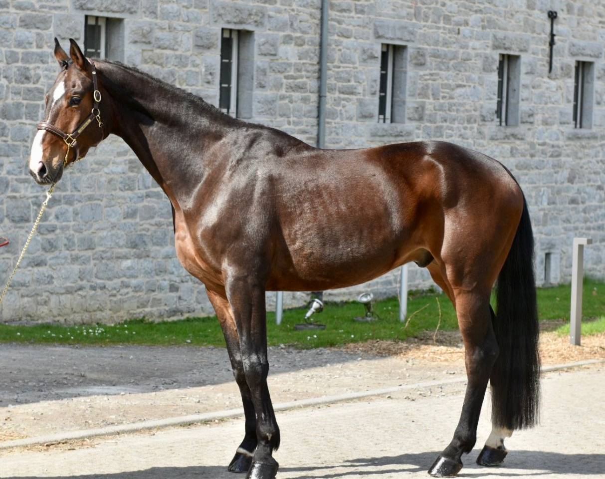 Gelding Origin Recorded For sale 2019 Dark Bay