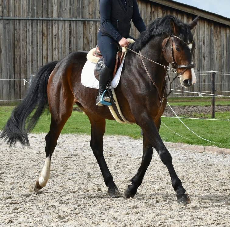 Gelding Origin Recorded For sale 2019 Dark Bay