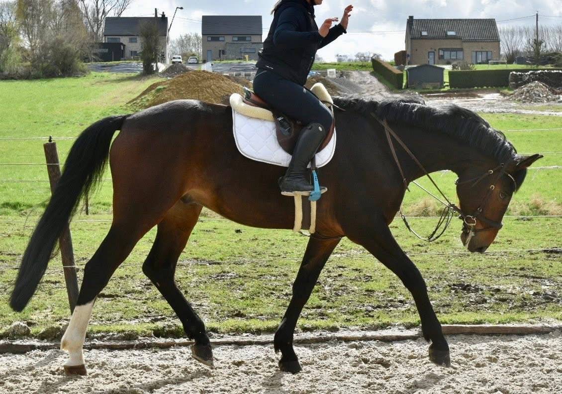 Gelding Origin Recorded For sale 2019 Dark Bay