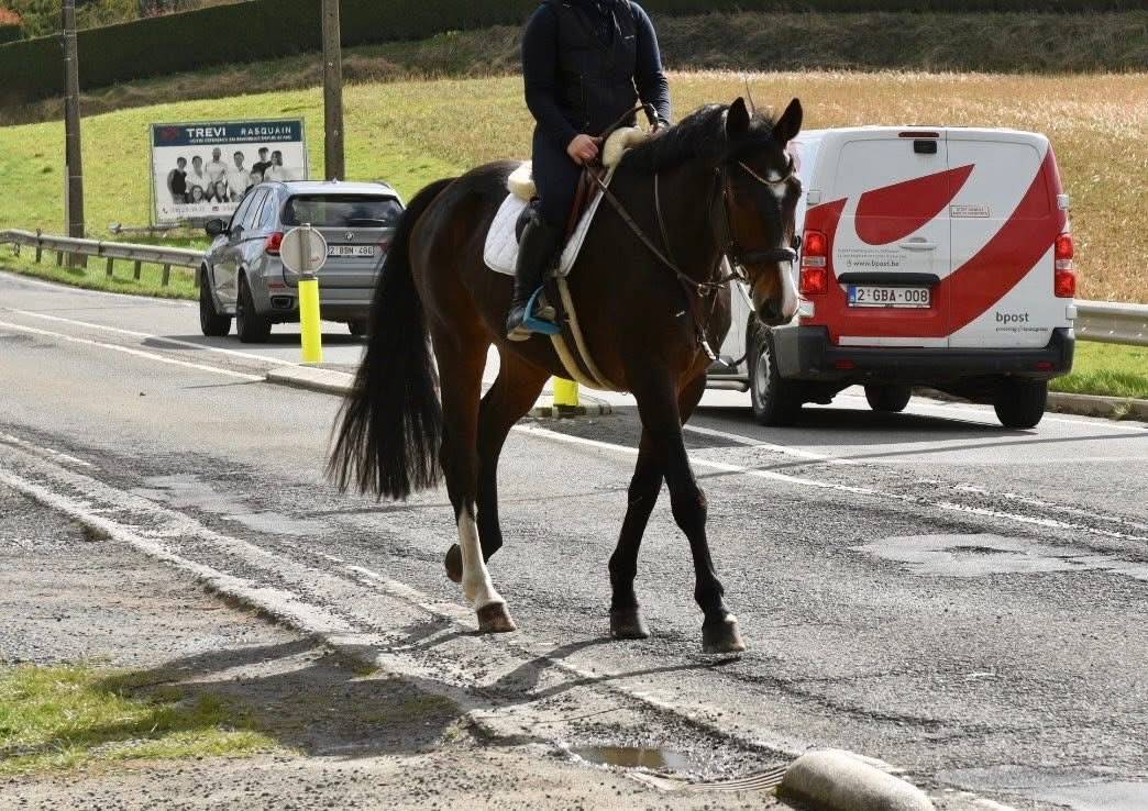 Gelding Origin Recorded For sale 2019 Dark Bay