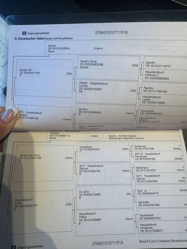 Gelding Origin Recorded For sale 2019 Dark Bay