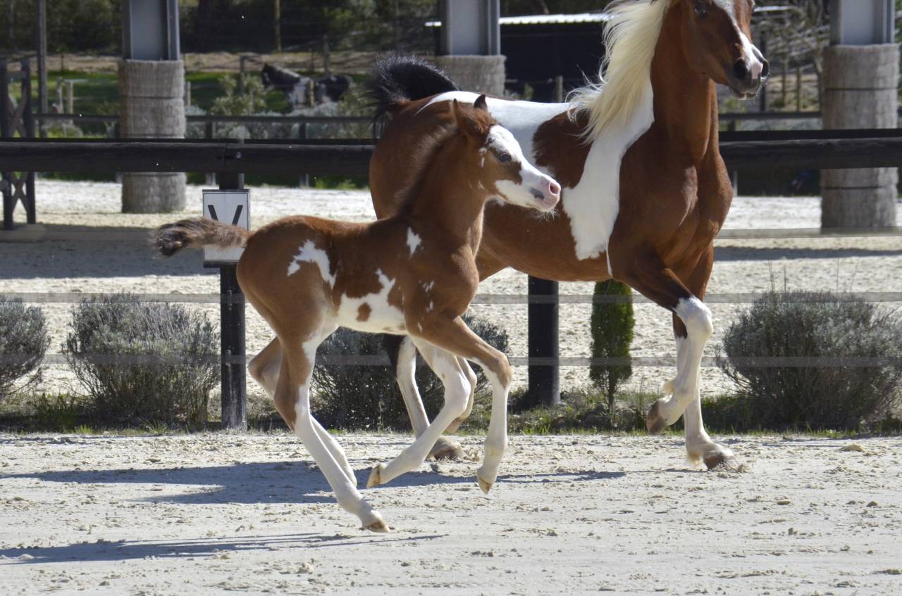 Filly Arabian Thoroughbred For sale 2026 Other color