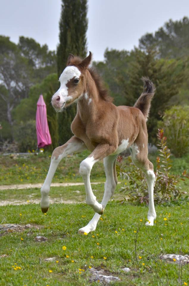 Filly Arabian Thoroughbred For sale 2026 Other color