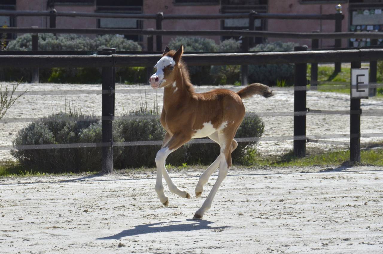 Filly Arabian Thoroughbred For sale 2026 Other color