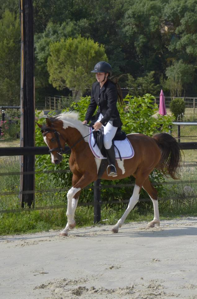 Filly Arabian Thoroughbred For sale 2026 Other color