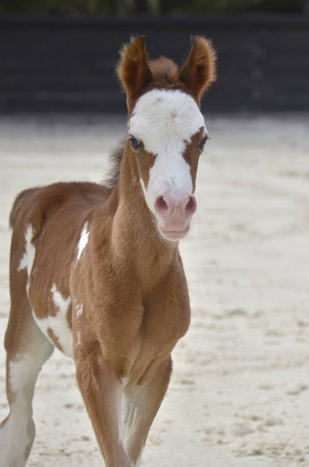 Filly Arabian Thoroughbred For sale 2026 Other color