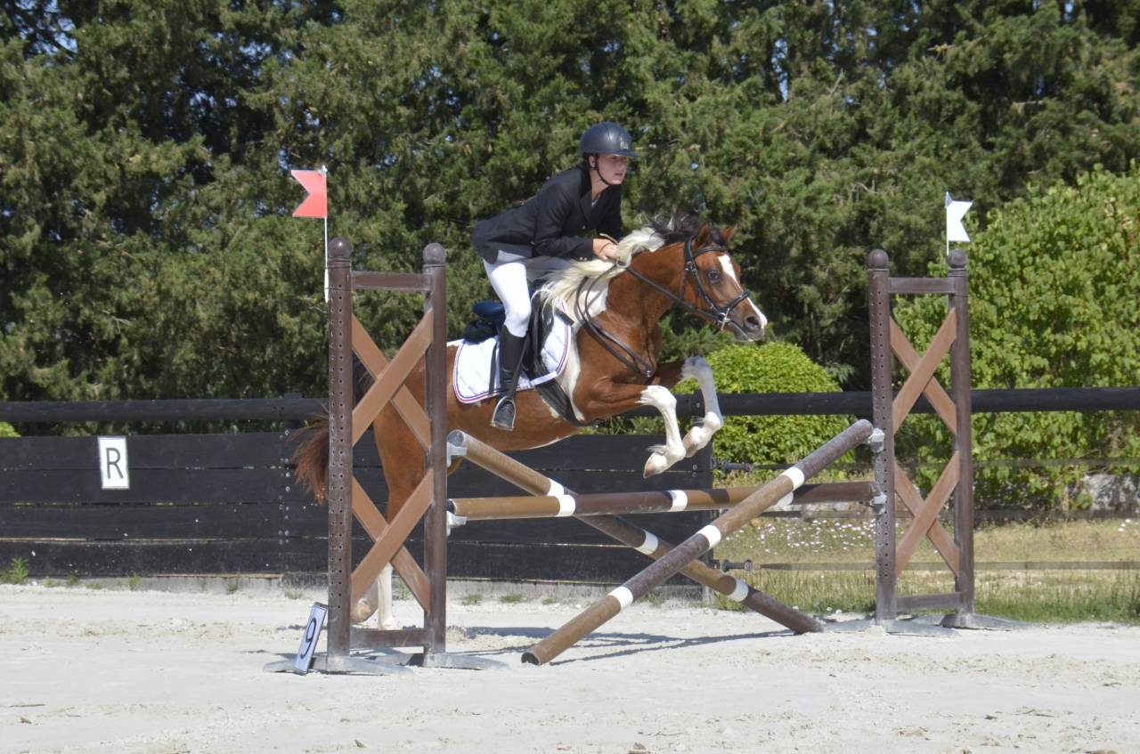 Filly Arabian Thoroughbred For sale 2026 Other color