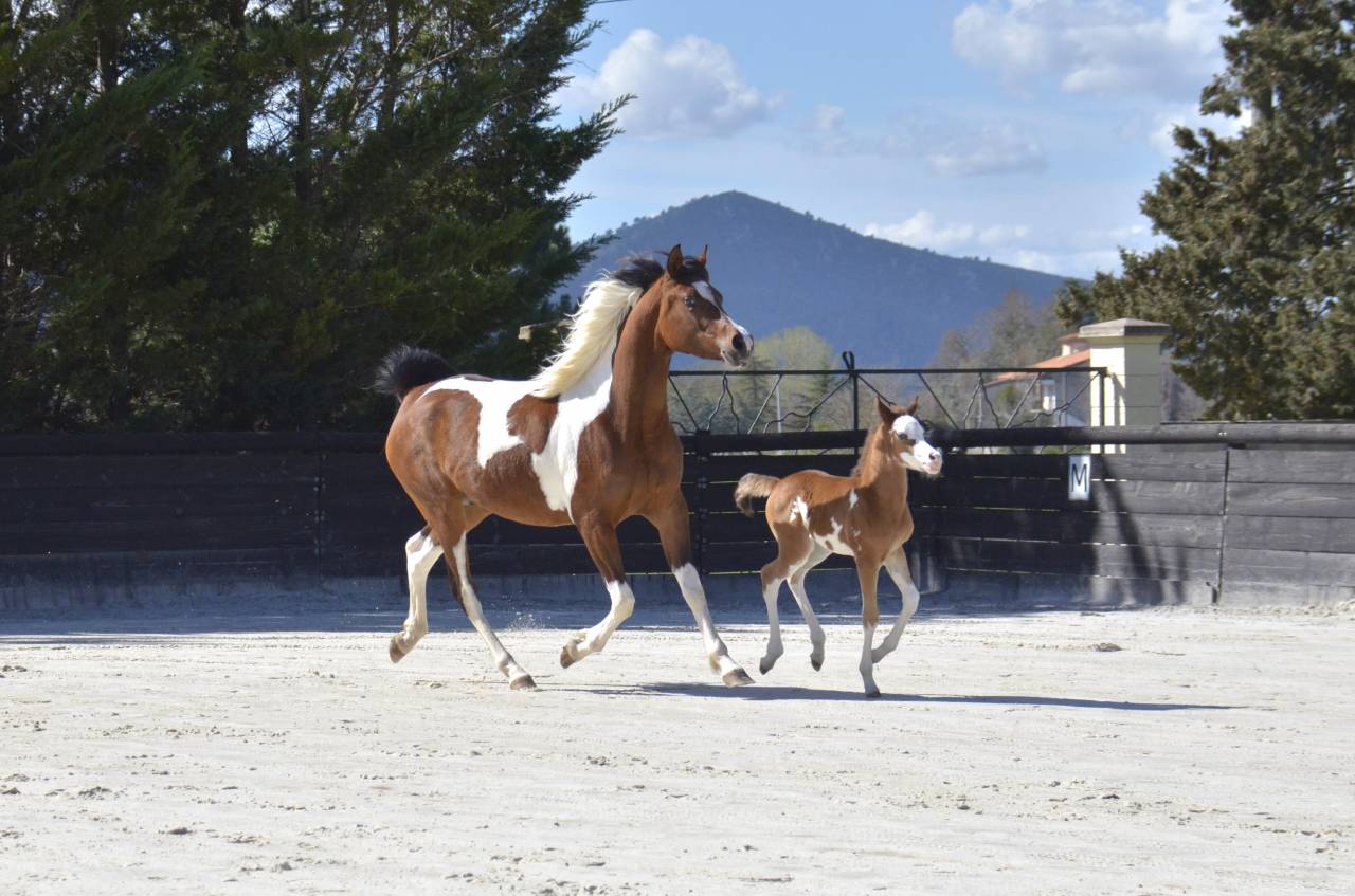 Filly Arabian Thoroughbred For sale 2026 Other color