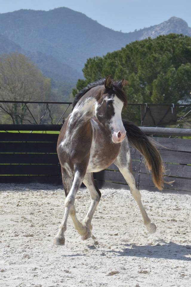 Filly Arabian Thoroughbred For sale 2026 Other color