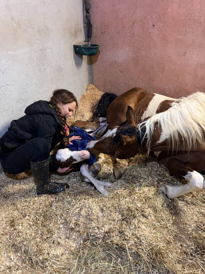 Filly Arabian Thoroughbred For sale 2026 Other color