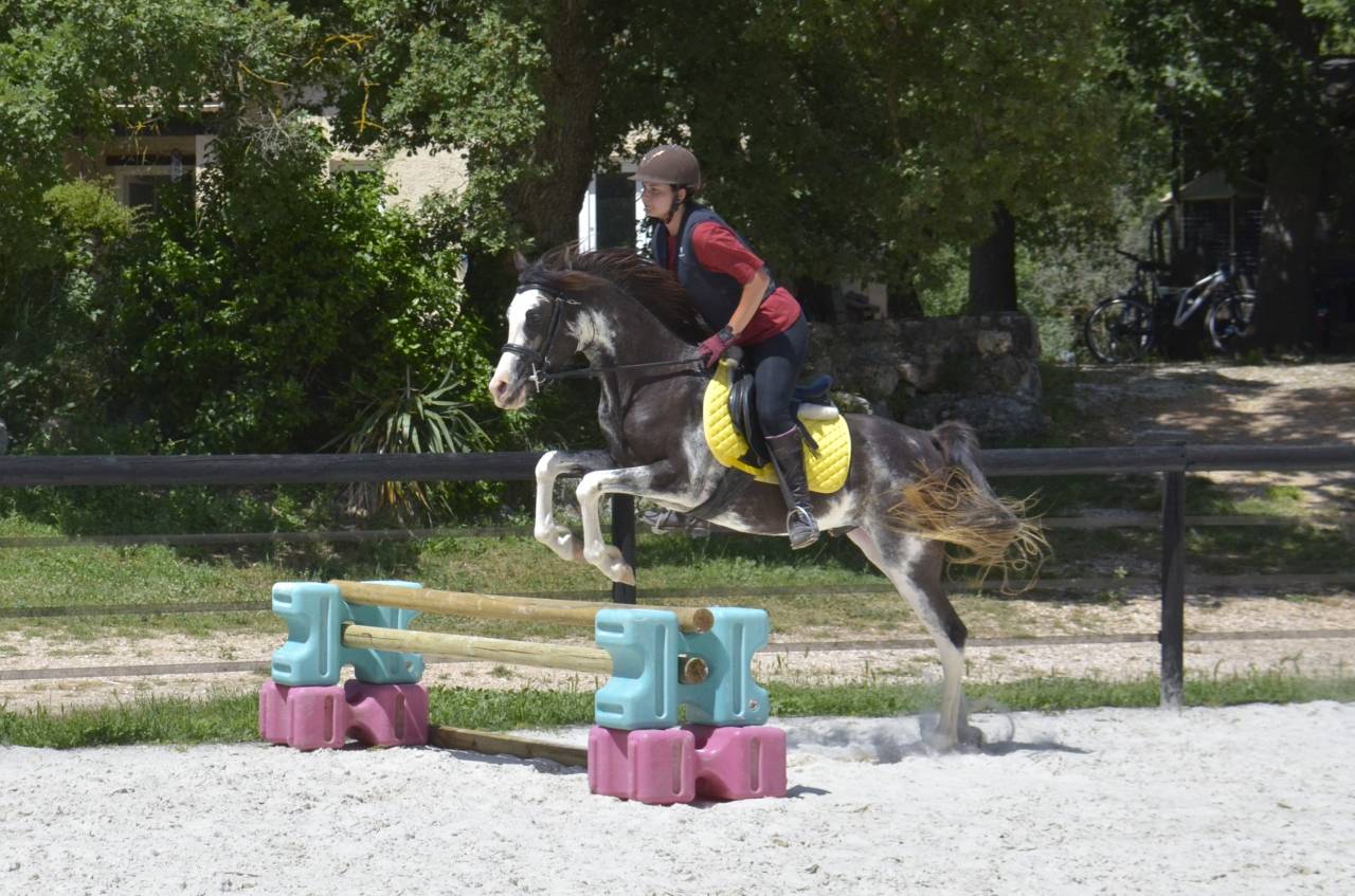 Filly Arabian Thoroughbred For sale 2026 Other color