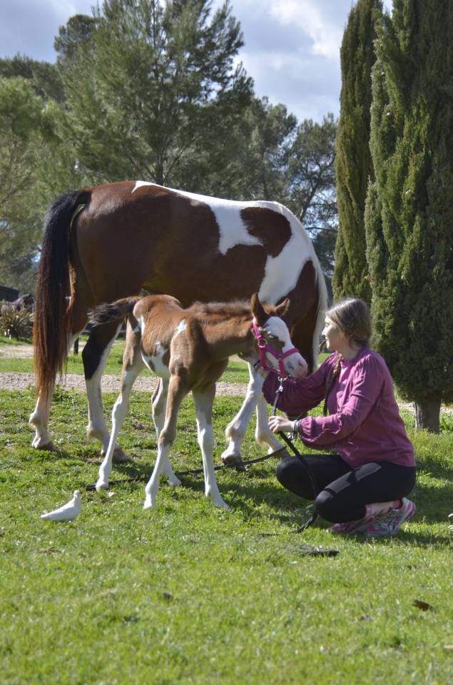 Filly Arabian Thoroughbred For sale 2026 Other color