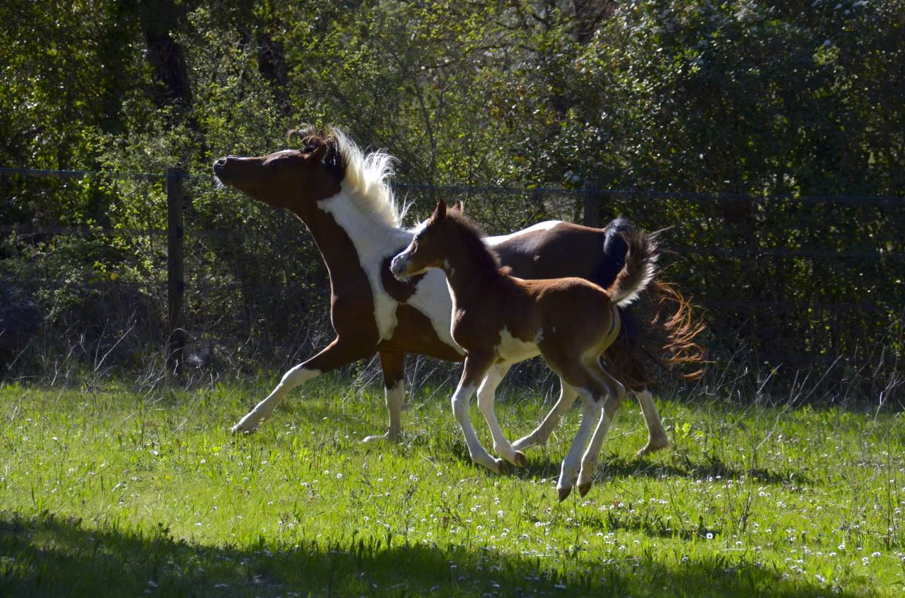 Filly Arabian Half Blood For sale 2026 Other color