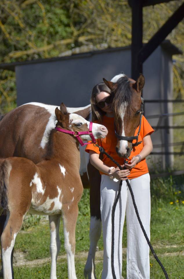 Filly Arabian Half Blood For sale 2026 Other color