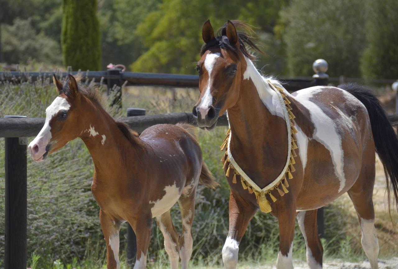 Filly Arabian Thoroughbred For sale 2026 Other color